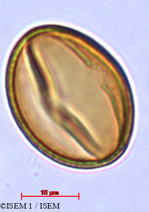 ISEM 1/Lobelia_urens_29421/Lobelia_urens_29421_0002(copy).jpg